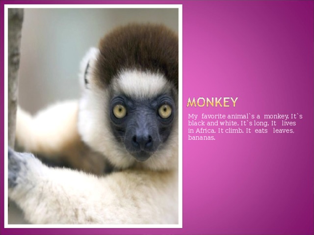 My favorite animal`s a monkey. It`s black and white. It`s long. It lives in Africa.  It climb. It eats leaves, bananas.