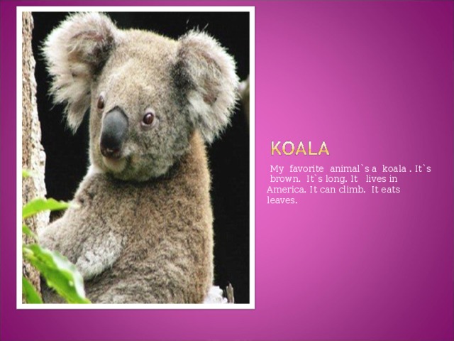 My favorite animal`s a koala . It`s brown. It`s long. It lives in America. It can climb. It eats leaves.