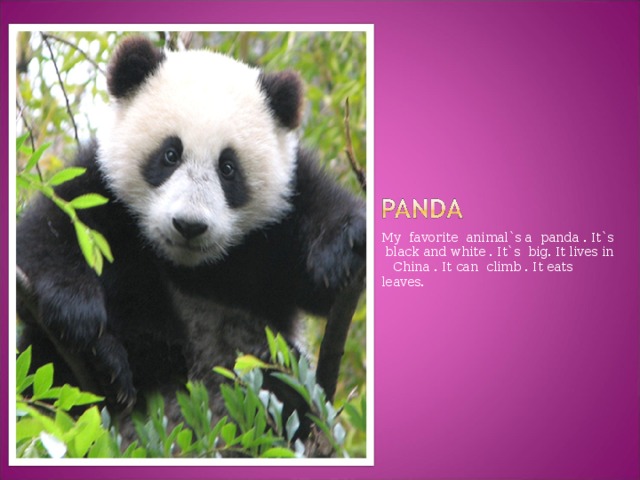 My favorite animal`s a panda . It`s black and white . It`s big. It lives in China . It can climb . It eats leaves.