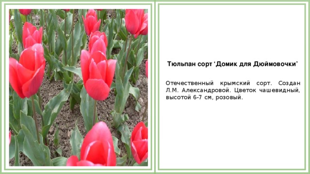 Тюльпан сорт ‘Домик для Дюймовочки’   Отечественный крымский сорт. Создан Л.М. Александровой. Цветок чашевидный, высотой 6-7 см, розовый.