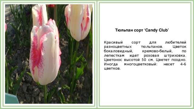 Тюльпан сорт ‘Candy Club’   Красивый сорт для любителей разноцветных тюльпанов. Цветок бокаловидный, кремово-белый, по лепесткам идет розовая штриховка. Цветонос высотой 50 см. Цветет поздно. Иногда многоцветковый: несет 4-6 цветков.