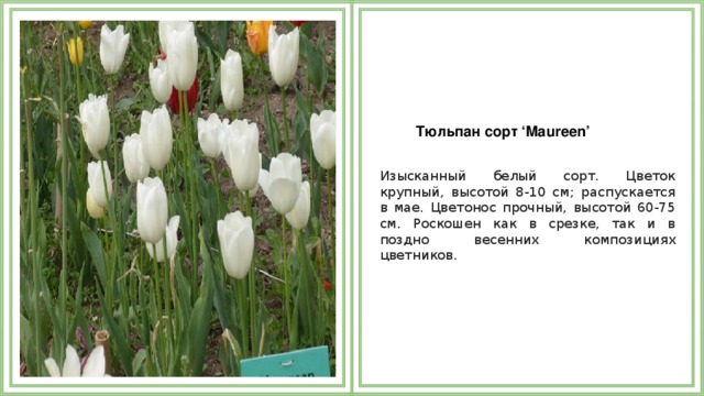 Тюльпан сорт ‘Maureen’   Изысканный белый сорт. Цветок крупный, высотой 8-10 см; распускается в мае. Цветонос прочный, высотой 60-75 см. Роскошен как в срезке, так и в поздно весенних композициях цветников.