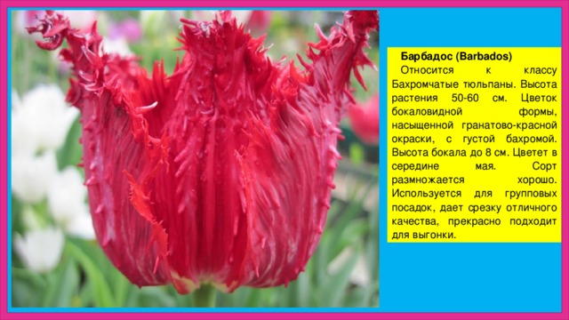Барбадос (Barbados) Относится к классу Бахромчатые тюльпаны. Высота растения 50-60 см. Цветок бокаловидной формы, насыщенной гранатово-красной окраски, с густой бахромой. Высота бокала до 8 см. Цветет в середине мая. Сорт размножается хорошо. Используется для групповых посадок, дает срезку отличного качества, прекрасно подходит для выгонки.