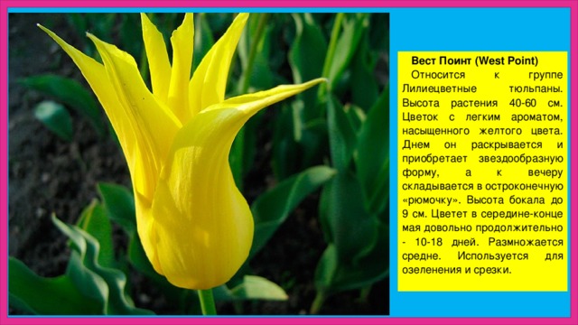 Вест Поинт (West Point) Относится к группе Лилиецветные тюльпаны. Высота растения 40-60 см. Цветок с легким ароматом, насыщенного желтого цвета. Днем он раскрывается и приобретает звездообразную форму, а к вечеру складывается в остроконечную «рюмочку». Высота бокала до 9 см. Цветет в середине-конце мая довольно продолжительно - 10-18 дней. Размножается средне. Используется для озеленения и срезки.