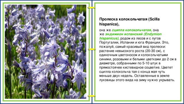 Пролеска колокольчатая (Scilla hispanica), она же  сцилла колокольчатая,  она же  эндимион испанский (Endymion hispanicus),  родом из лесов и с лугов Португалии, Испании и юга Франции. Это, пожалуй, самый красивый вид пролески: растение невысокого роста (20-30 см), с одиночным цветоносом и колокольчатыми синими, розовыми и белыми цветками до 2 см в диаметре, собранными по 5-10 штук в прямостоячее кистевидное соцветие. Цветет сцилла колокольча тая с конца мая чуть меньше двух недель. Оставленные в земле луковицы этого вида на зиму нужно укрывать.