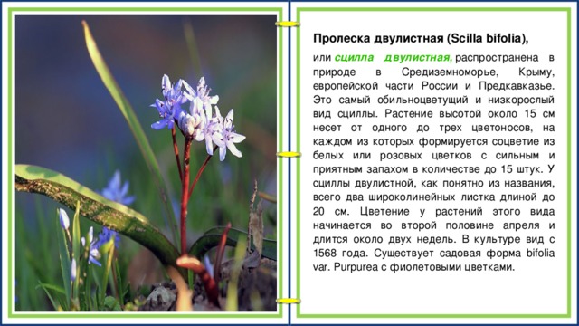 Пролеска двулистная (Scilla bifolia), или  сцилла двулистная,  распространена в природе в Средиземноморье, Крыму, европейской части России и Предкавказье. Это самый обильноцветущий и низкорослый вид сциллы. Растение высотой около 15 см несет от одного до трех цветоносов, на каждом из которых формируется соцветие из белых или розовых цветков с сильным и приятным запахом в количестве до 15 штук. У сциллы двулистной, как понятно из названия, всего два широколинейных листка длиной до 20 см. Цветение у растений этого вида начинается во второй половине апреля и длится около двух недель. В культуре вид с 1568 года. Существует садовая форма bifolia var. Purpurea с фиолетовыми цветками.