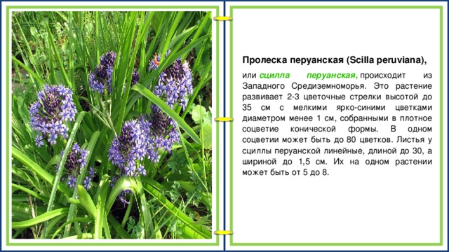 Пролеска перуанская (Scilla peruviana), или  сцилла перуанская,  происходит из Западного Средиземноморья. Это растение развивает 2-3 цветочные стрелки высотой до 35 см с мелкими ярко-синими цветками диаметром менее 1 см, собранными в плотное соцветие конической формы. В одном соцветии может быть до 80 цветков. Листья у сциллы перуанской линейные, длиной до 30, а шириной до 1,5 см. Их на одном растении может быть от 5 до 8.