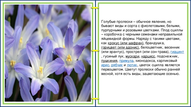 Голубые пролески – обычное явление, но бывают виды и сорта с фиолетовыми, белыми, пурпурными и розовыми цветками. Плод сциллы – коробочка с черными семенами неправильной яйцевидной формы. Наряду с такими цветами, как  крокус (или шафран) , брандушка,  горицвет (или адонис) , белоцветник, весенник (или эрантус), прострел (или сон-трава),  гиацинт , гусиный лук,  мускари ,  нарцисс , подснежник,  пушкиния ,  примула , хионодокса, карликовый  ирис ,  рябчик  и  лютик , цветок сцилла является первоцветом. Цветут пролески обычно ранней весной, хотя есть виды, зацветающие осенью.