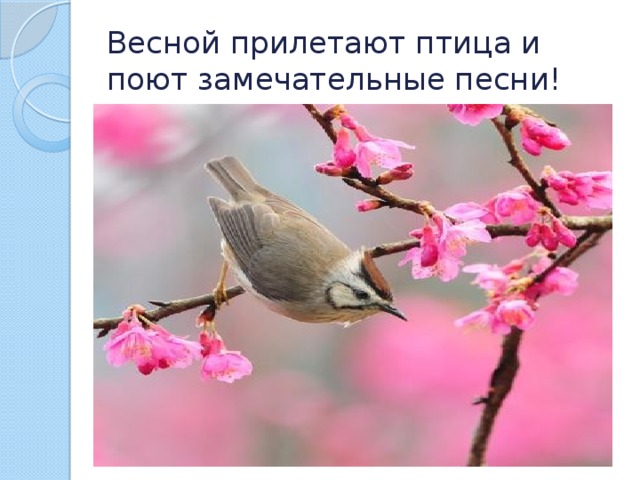 Весной прилетают птица и поют замечательные песни!