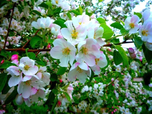 А весной на яблоне зацветают бело-розовые цветы с нежным запахом. Их аромат привлекает пчел, которые садятся на цветы, пьют сладкий цветочный нектар и переносят на своих мохнатых лапках пыльцу с цветка на цветок. Через несколько дней лепестки цветов опадают, и из их основания (завязи) начинают расти плоды – маленькие яблоки.