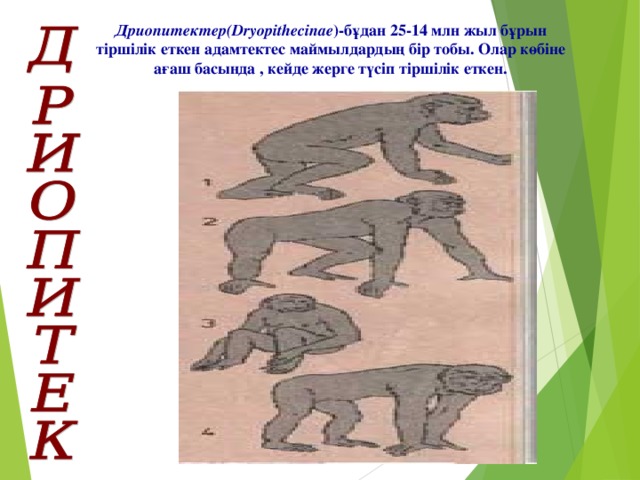 Дриопитектер(Dryopithecinae )-бұдан 25-14 млн жыл бұрын тіршілік еткен адамтектес маймылдардың бір тобы. Олар көбіне ағаш басында , кейде жерге түсіп тіршілік еткен.