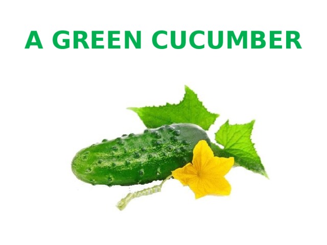 A GREEN CUCUMBER