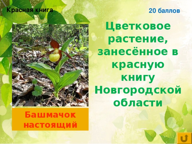 Красная книга 20 баллов Цветковое растение, занесённое в красную книгу Новгородской области Башмачок настоящий