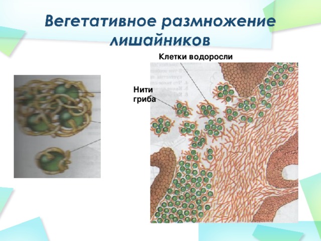 Клетки водоросли Нити гриба