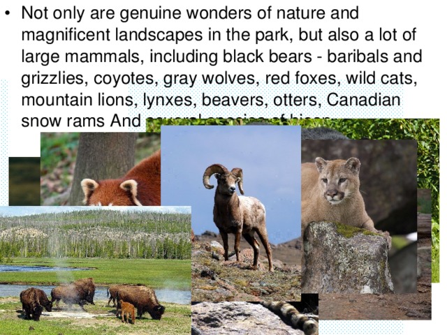 Not only are genuine wonders of nature and magnificent landscapes in the park, but also a lot of large mammals, including black bears - baribals and grizzlies, coyotes, gray wolves, red foxes, wild cats, mountain lions, lynxes, beavers, otters, Canadian snow rams And several species of bison.