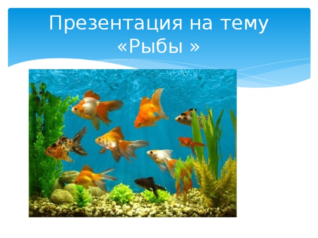 Презентация на тему «Рыбы »