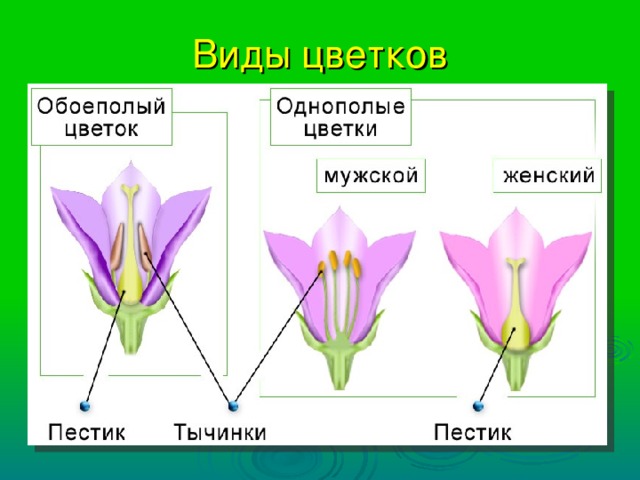 Виды цветков