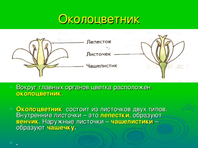 Для всех представителей класса характерно наличие околоцветника. Листочки околоцветника. Околоцветник это в биологии 6 класс. Чашечковидный и венчиковидный околоцветник.