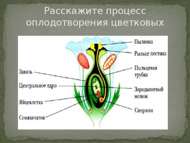 Поперечный срез завязи пестика. Рисунок двойного оплодотворения у цветковых растений. Схема оплодотворения у цветковых растений. Схема двойного оплодотворения у цветковых растений 6. Строение цветка двойное оплодотворение.