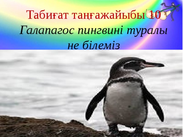 Табиғат таңғажайыбы 10 Галапагос пингвині туралы не білеміз