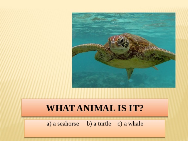 What animal is it? a) a seahorse b) a turtle c) a whale