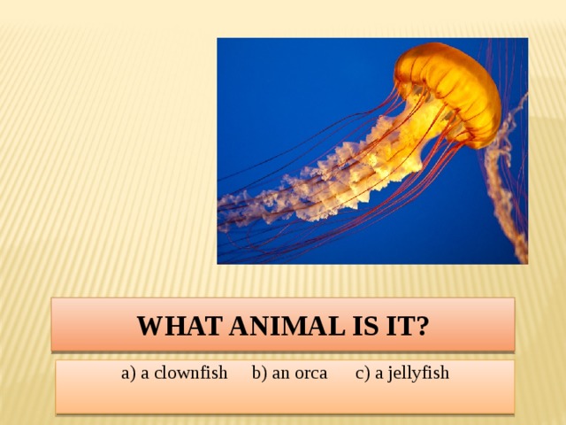 What animal is it? a) a clownfish b) an orca c) a jellyfish