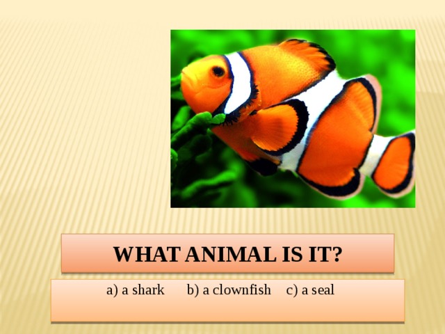 What animal is it? a) a shark b) a clownfish c) a seal