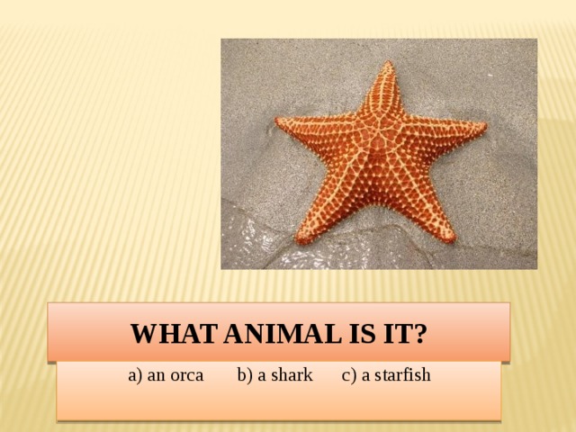 What animal is it? a) an orca b) a shark c) a starfish