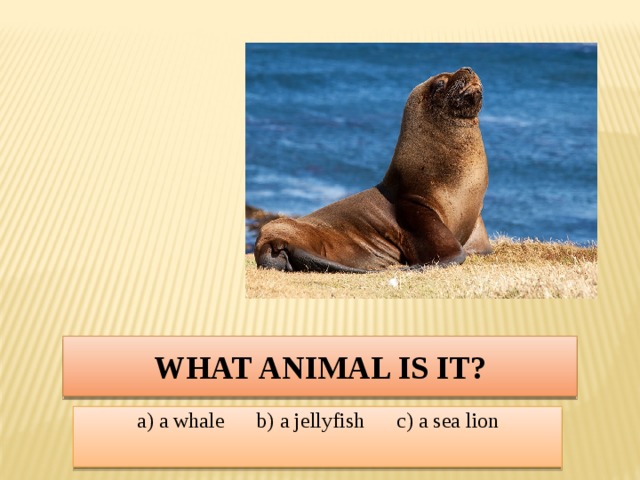 What animal is it? a) a whale b) a jellyfish c) a sea lion