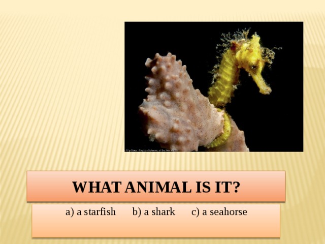 What animal is it? a) a starfish b) a shark c) a seahorse