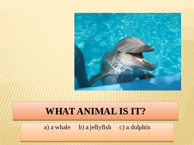 What animal is it? a) a whale b) a jellyfish c) a dolphin