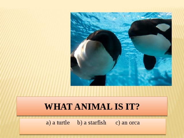 What animal is it? a) a turtle b) a starfish c) an orca