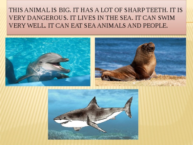 This animal is big. It has a lot of sharp teeth. It is very dangerous. It lives in the sea. It can swim very well. It can eat sea animals and people.