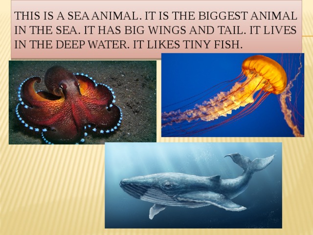 This is a sea animal. It is the biggest animal in the sea. It has big wings and tail. It lives in the deep water. It likes tiny fish.