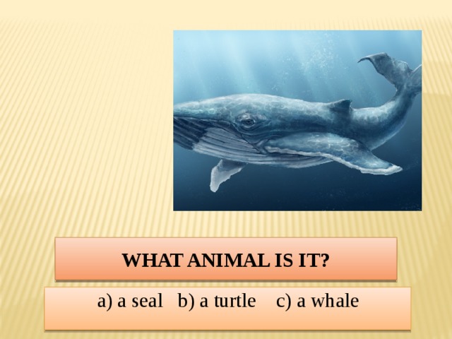 What animal is it? a) a seal b) a turtle c) a whale