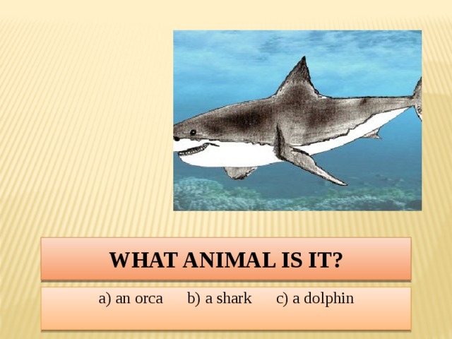 What animal is it? a) an orca b) a shark c) a dolphin
