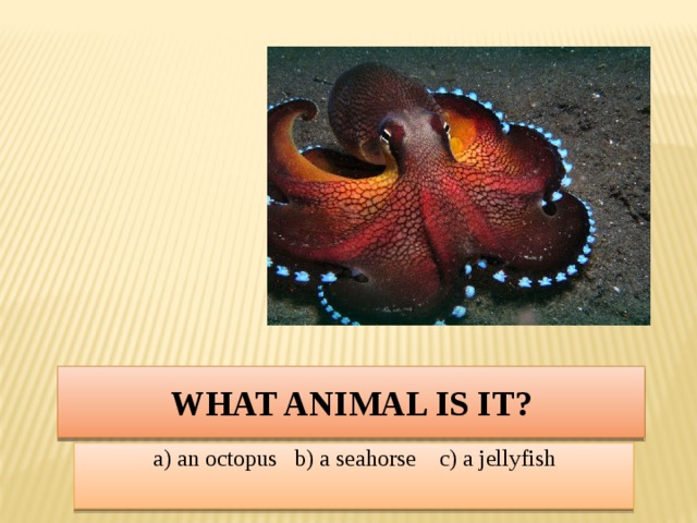 What animal is it? a) an octopus b) a seahorse c) a jellyfish