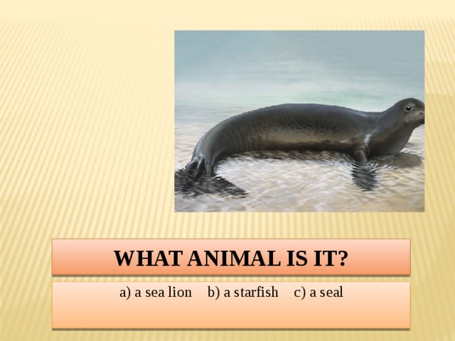 What animal is it? a) a sea lion b) a starfish c) a seal