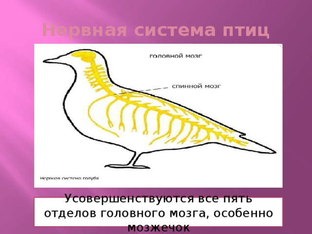 Нервная система птиц Усовершенствуются все пять отделов головного мозга, особенно мозжечок