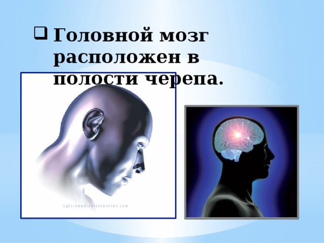 Головной мозг расположен в полости черепа.