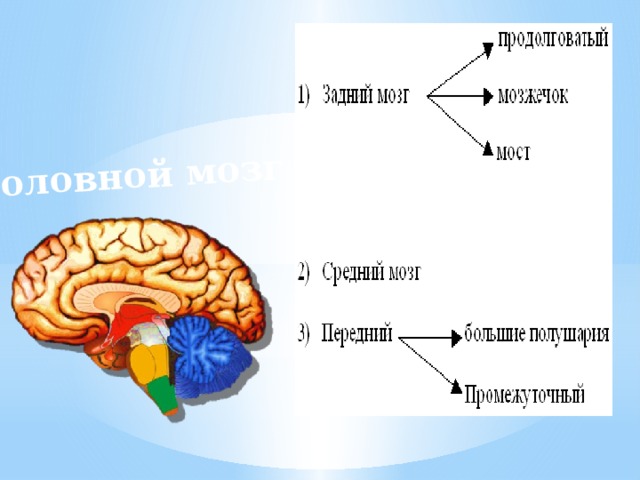 Задний отдел головного мозга состоит. Отделы головного мозга передний средний задний. Головной мозг передний средний задний мозг. Головной мозг задний средний передний схема. Передний и промежуточный мозг.
