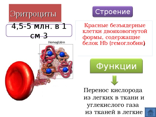 Эритроциты Строение  Красные безъядерные клетки двояковогнутой формы, содержащие белок Hb ( гемоглобин ) 4,5-5 млн. в 1 см 3 Функции Перенос кислорода из легких в ткани и углекислого газа из тканей в легкие 16