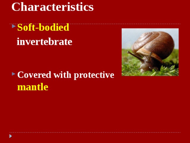 Characteristics Soft-bodied   invertebrate