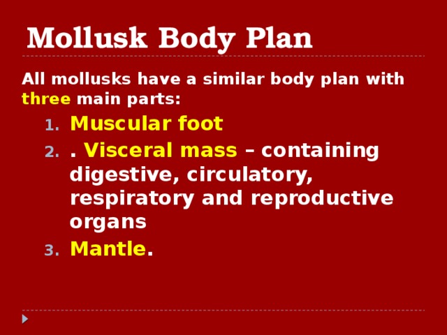 Mollusk Body Plan All mollusks have a similar body plan with three main parts: Muscular foot . Visceral mass – containing digestive, circulatory, respiratory and reproductive organs Mantle . Muscular foot . Visceral mass – containing digestive, circulatory, respiratory and reproductive organs Mantle .