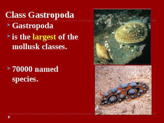 Class Gastropoda Gastropoda is the largest of the mollusk classes.  70000 named species.