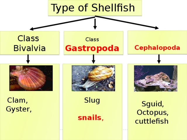 Type of Shellfish  Cephalopoda Class  Class Gastropoda  Bivalvia Clam, Slug Gyster, snails ,  Sguid, Octopus, cuttlefish