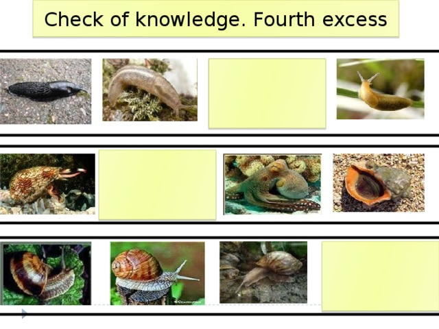 Check of knowledge. Fourth excess