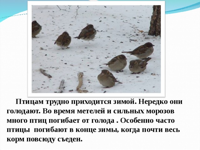 Птицам трудно приходится зимой. Нередко они голодают. Во время метелей и сильных морозов много птиц погибает от голода . Особенно часто птицы погибают в конце зимы, когда почти весь корм повсюду съеден.