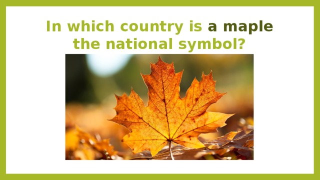 In which country is a maple the national symbol?