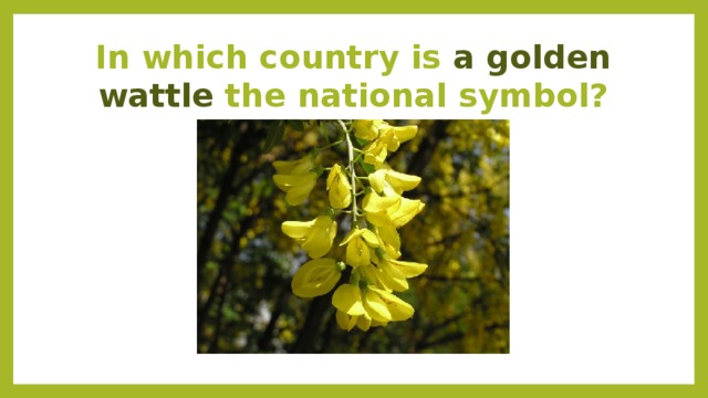 In which country is a golden wattle the national symbol?